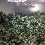 Many illegal marijuana growers from last two years not charged with crime