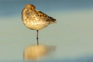 Audubon Society hosts a talk with photographer Tim Boyer in Kirkland