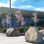 Man caught by Kirkland police dog after breaking into Lake Washington High School