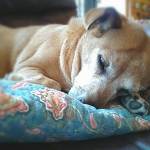 Kirkland animal hospital to host Color your HeART event for grieving pet owners