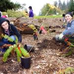 Green Kirkland Partnership volunteers plant ferns. Contributed photo
