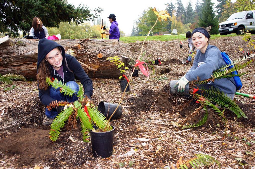 Green Kirkland Partnership volunteers plant ferns. Contributed photo