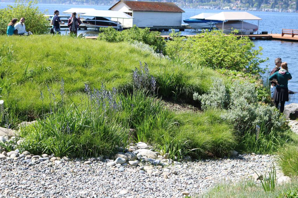 An estimated 95 percent of the plants in the Bendiches&rsquo; backyard are native. CATHERINE KRUMMEY / Kirkland Reporter