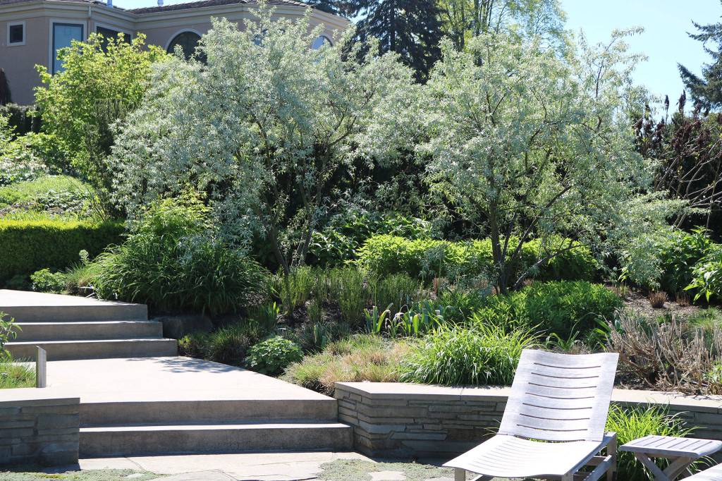 Trees were planted in the backyard of the Bendich residence as part of the remodel. CATHERINE KRUMMEY / Kirkland Reporter