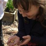 An Evergreen Academy student helps release ladybugs in Kirkland. Contributed photo