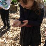 An Evergreen Academy student helps release ladybugs in Kirkland. Contributed photo