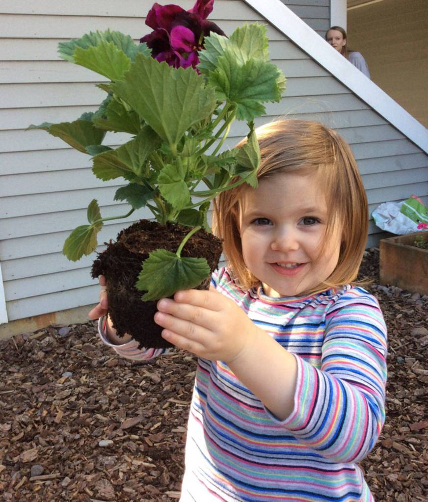 An Evergreen Academy student prepares to plant a flower at the Kirkland school. Contributed photo