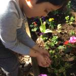 An Evergreen Academy student helps release ladybugs in Kirkland. Contributed photo
