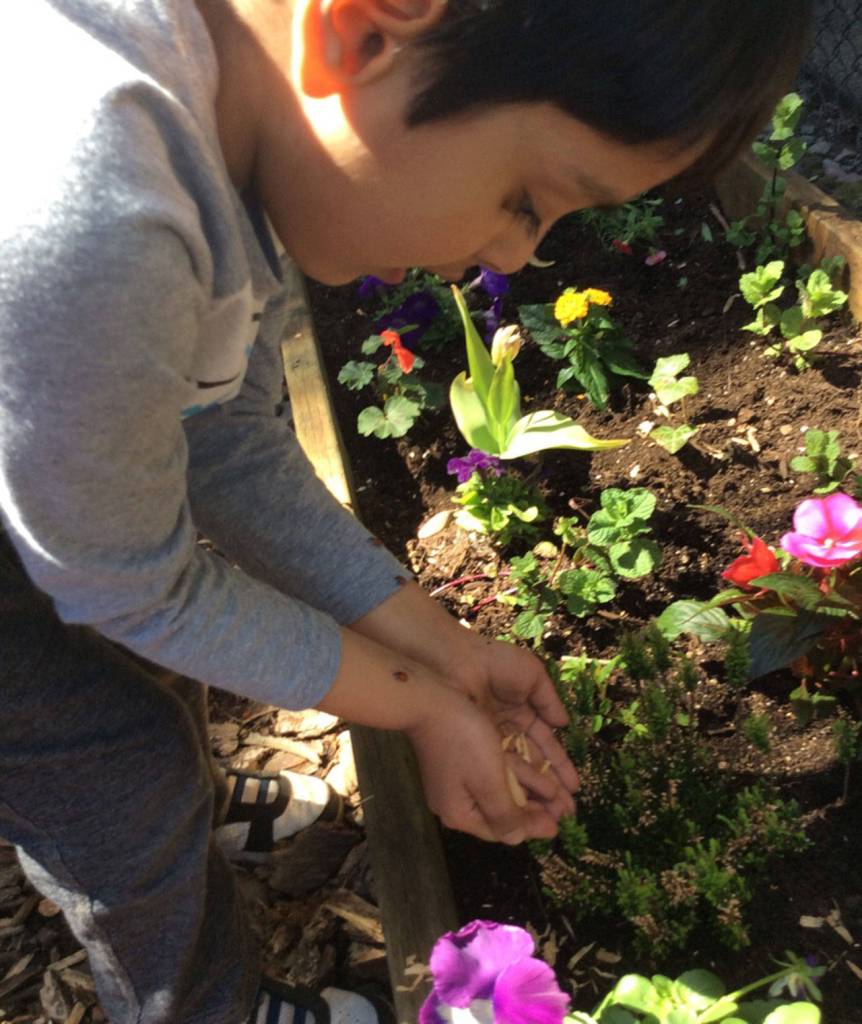 An Evergreen Academy student helps release ladybugs in Kirkland. Contributed photo