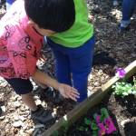 An Evergreen Academy student helps release ladybugs in Kirkland. Contributed photo