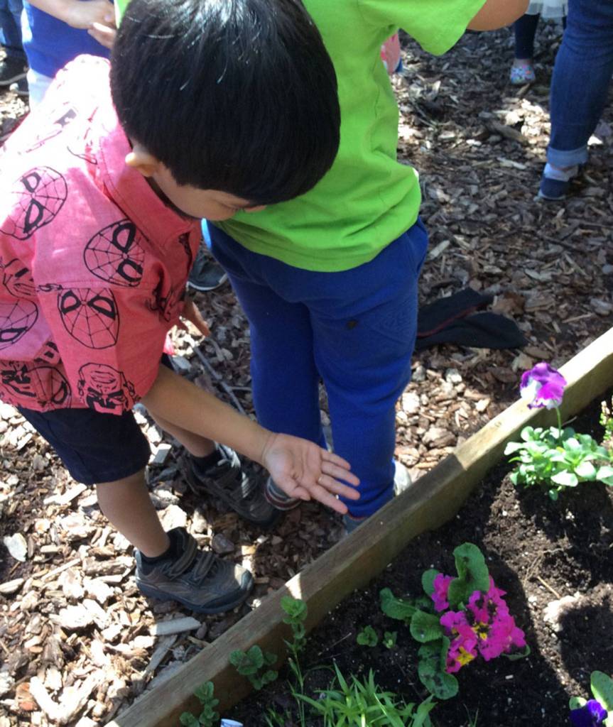 An Evergreen Academy student helps release ladybugs in Kirkland. Contributed photo