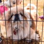 Furever Homes for 60 Cats and Dogs