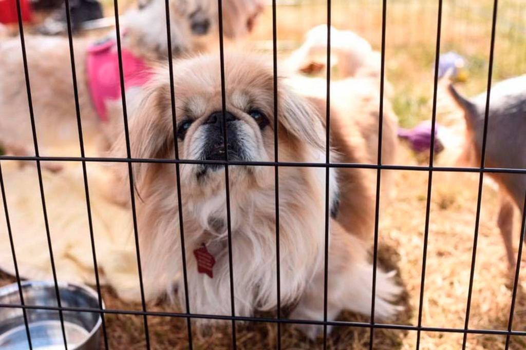 Furever Homes for 60 Cats and Dogs