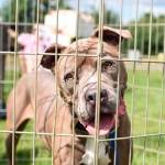 Furever Homes for 60 Cats and Dogs