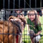 Furever Homes for 60 Cats and Dogs