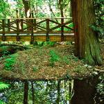 Courtesy of King Conservation District