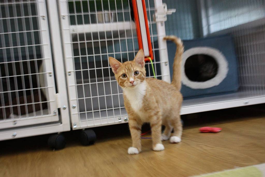 Another cat at The Whole Cat and Kaboodle in Redmond. Aaron Kunkler, Reporter Newspapers