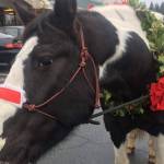 Oh what fun, it is to ride in Bridle Trails