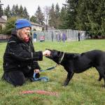 A woman and her dog play near the new fenced area for Lake Washington United Methodist Churchs Safe Parking program. Brian Grubb, Fences For Fido