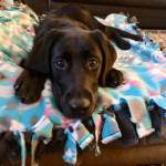 One of Summit Assistance Dogss puppies-in-training. <em>Courtesy of Aegis Kirkland</em>