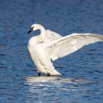 Eastside Audubon Society to host gardening class