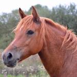 Gold Creek Equestrian center is again facing a case of the EHV-1 virus after an outbreak last December which killed seven horse.