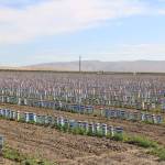 Fruit tree saplings are set in rows in the lower Yakima Valley. They are dependent on water partially from Kachess Lake, a popular destination for Puget Sound campers. Aaron Kunkler/Staff photo