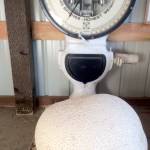 Doyle Yancy almost mowed down a very large mushroom while cutting a field in Beaver Valley.