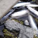 Dead Liberty Bay anchovies likely the result of natural processes