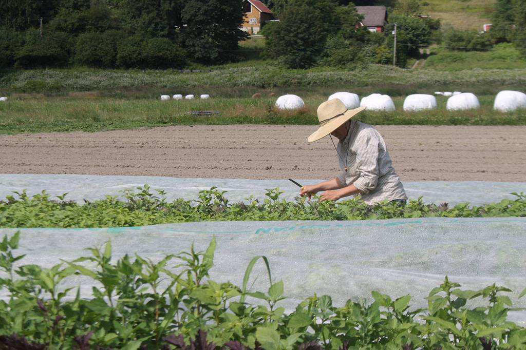 Meredith Molli harvests kale at the Goose and Gander Farm near Carnation. The 60-acre farm had a dilapidated drainage system before she purchased it. Aaron Kunkler/Staff photo