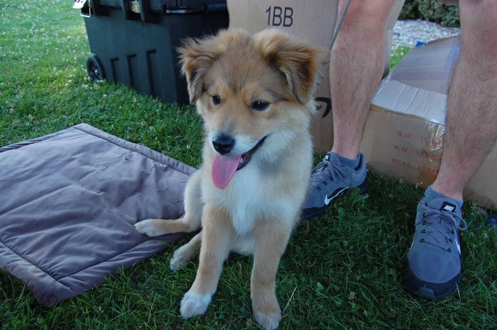 Pomeranian-Australian Shepherd mix Tuni was one of the winners of the cutest pet contest at Kirklands Pet-a-Palooza. Katie Metzger/staff photo
