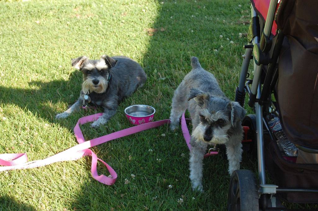 Dogs take a break from the sun at Kirklands Pet-a-Palooza. Katie Metzger/staff photo