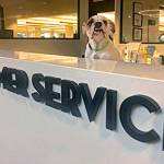A photo of Kirkland Polices customer service desk that was used to initially promote the animal services program. Photo courtesy of the city of Kirkland