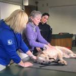 Dr. Christine Wilford teaches Kirkland firefighters where to find a pulse and how to perform CPR on dogs. Katie Metzger/staff photo