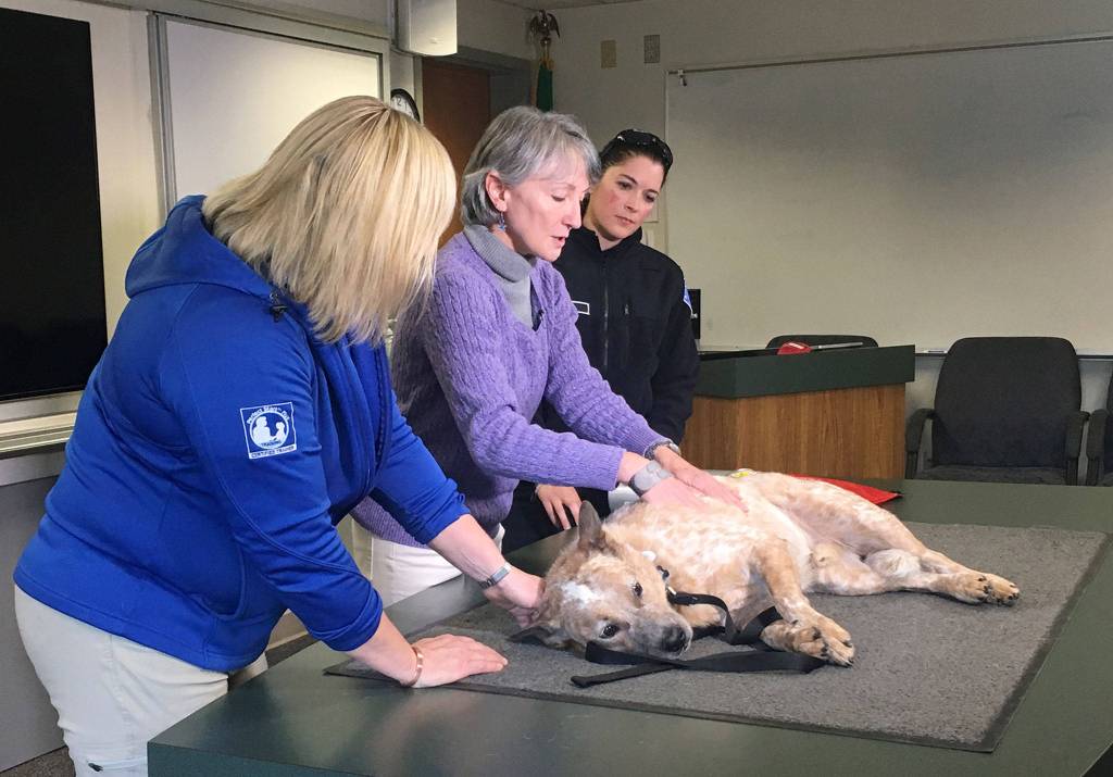 Dr. Christine Wilford teaches Kirkland firefighters where to find a pulse and how to perform CPR on dogs. Katie Metzger/staff photo