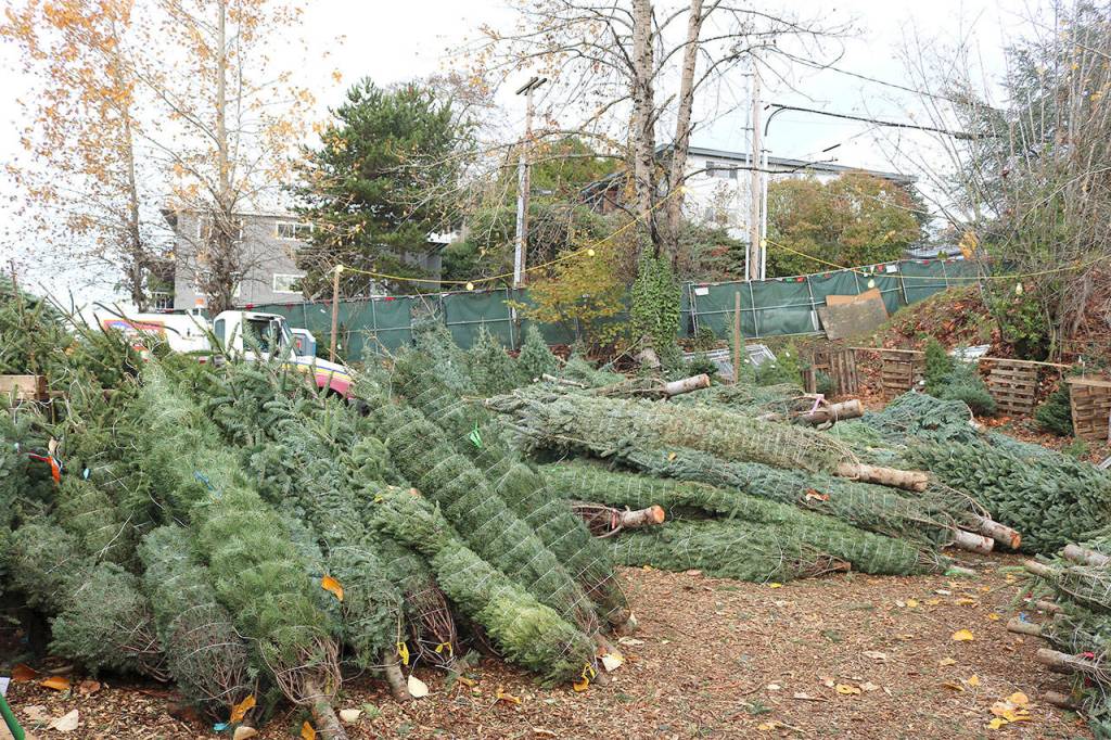 Customers can find Grand Fir, Fraser Fir and Noble Fir trees at the Christmas tree lot. Stephanie Quiroz/staff photo