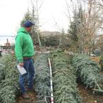 MJW offers five different type of trees in various sizes. The upper part of the lot holds the larger trees that measure anywhere from18 - 25 feet. It takes around 17 crew members to set up larger trees. Stephanie Quiroz/staff photo