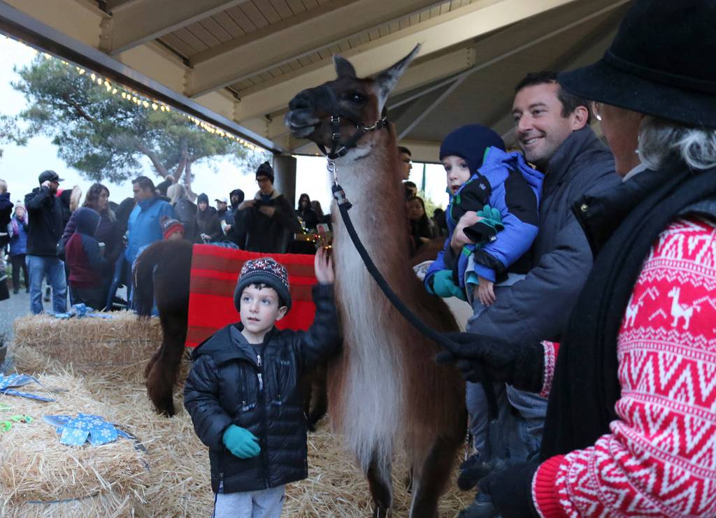 One of Kirklands Christmas llamas was available for photo opportunities at Winterfest on Dec. 1. Katie Metzger/staff photo