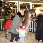 Back by popular demand, attendees had the opportunity to pet and take pictures with the llamas. Stephanie Quiroz/staff photo.