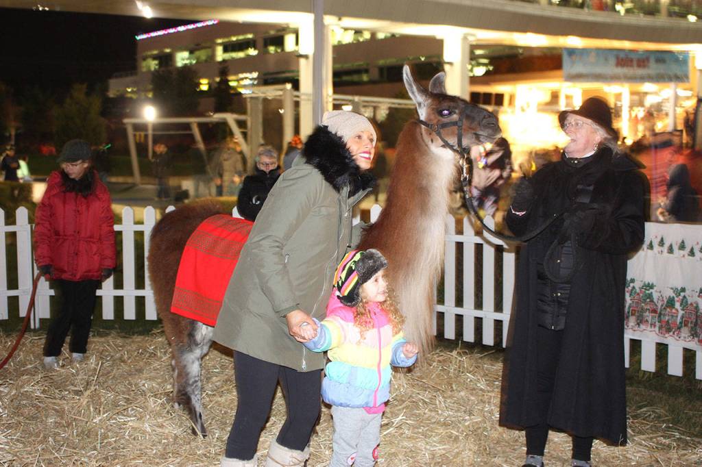 Back by popular demand, attendees had the opportunity to pet and take pictures with the llamas. Stephanie Quiroz/staff photo.