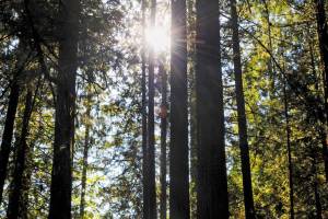 Kirklands Planning Commission reviewed the citys tree code in the summer and fall of 2018, and will recommend changes next year. File photo