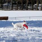 A local pup plays frisbee in the snow with his owner at Peter Kirk Park. Madison Miller/staff photo.
