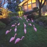 One of their many fundraising projects included flocking yards with decorative flamingos throughout Kirkland neighborhoods. Photo courtesy of Katrina Wood