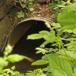 The current pipe at Juanita Creek is eroding and preventing the migration of fish. Photo courtesy of city of Kirkland