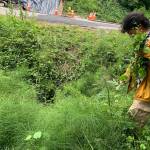 Volunteer Robert Moreno removes invasive species from the conservation site behind Lake Washington Christian Church. Madeline Coats/staff photo