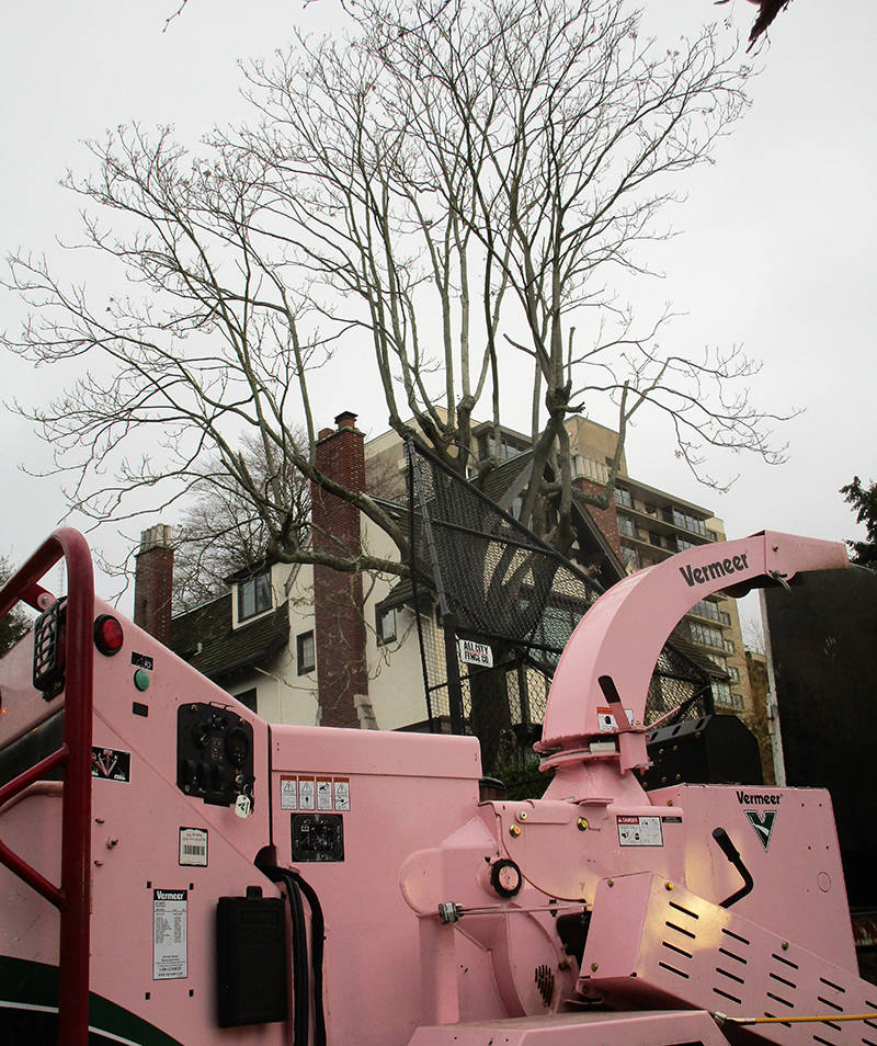 Think P.I.N.K to frame your trees into a beautiful, functional landscape