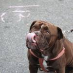 The Pet-A-Palooza Roadshow stops by Juanita Beach Park