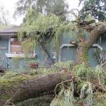 Fall storm proves preventive tree care is key
