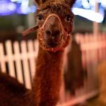 The holiday show included pictures with llamas and more. Photo courtesy of Aaron Jacob