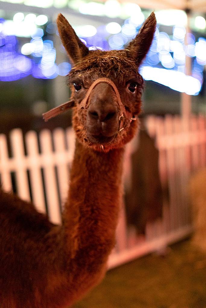The holiday show included pictures with llamas and more. Photo courtesy of Aaron Jacob